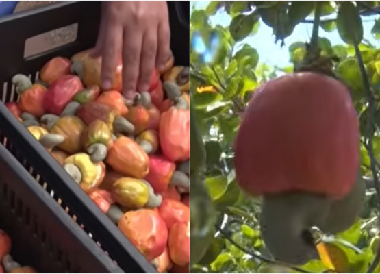 Caju-anão precoce: variedade apresenta alto potencial produtivo e é cultivada por agricultores de Jaicós-PI