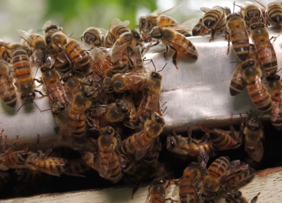 Pesquisa no Piauí desenvolve medicamento com veneno de abelha e canabidiol para ajudar no tratamento do Parkinson