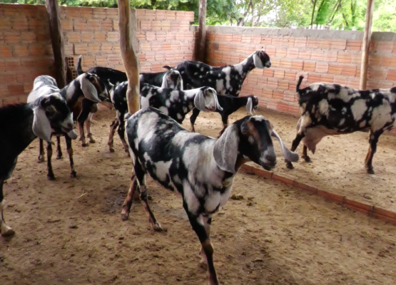 Criação de cabras anglo-nubianas impulsiona produção de leite e derivados no interior do Piauí; assista!