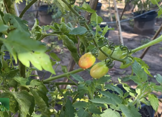 IFPI de José de Freitas desenvolve pesquisas com tomate-cereja e cultivos frutíferos voltados à agricultura sustentável