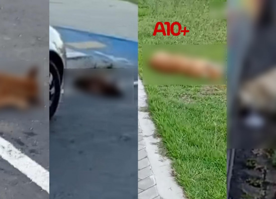 Semarh pede investigação sobre mortes de mais de 10 cães em cidade no Piauí; suspeita de envenenamento