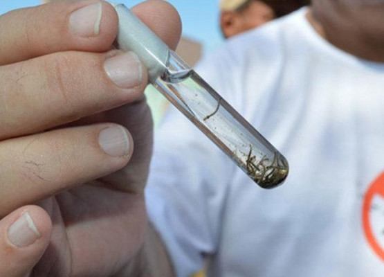 Prefeitura institui comitê técnico para combater casos de dengue, chikungunya e zika em Teresina