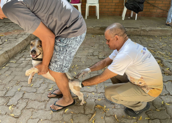 Vacinação contra a raiva na zona rural de Teresina começa neste sábado (18)