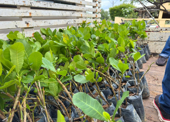 Governo inicia distribuição de 400 mil mudas de caju para recuperar áreas no Piauí