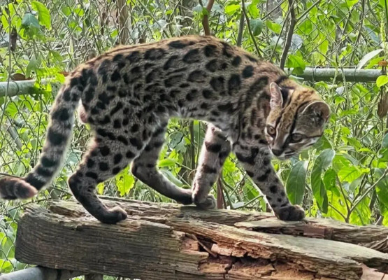 Conheça a nova espécie de felino identificada em florestas da Bolívia