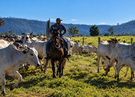 Rebanho de galináceos cresce 29% em dez anos no Piauí, aponta IBGE