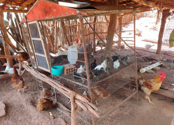 Doença de Newcastle: Adapi alerta criadores sobre infecção viral que ameaça aves e intensifica vigilância sanitária no Piauí