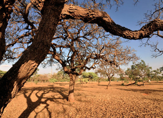 Governo Federal reconhece situação de emergência em 4 cidades afetadas por desastres naturais no Piauí