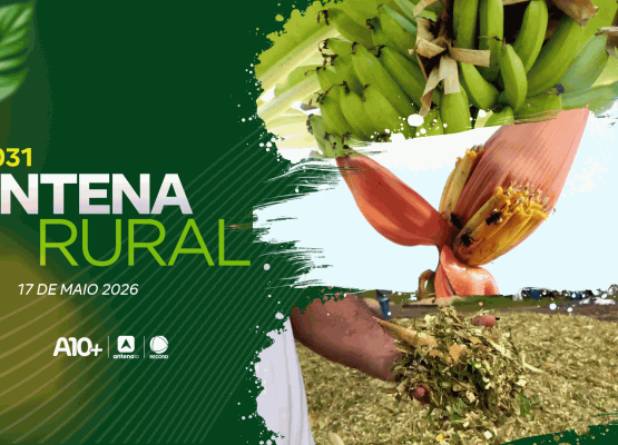 Antena Rural 17.05: produção de arroz no Piauí, receita de carneiro e muito mais; assista!