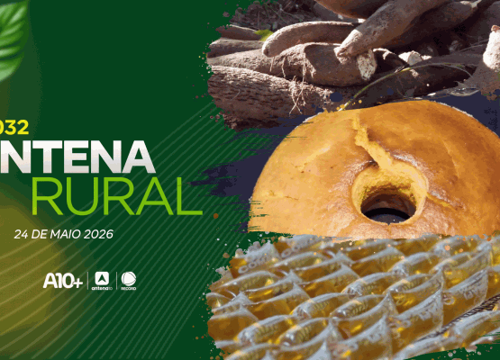 Antena Rural 24.05: macaxeira irrigada, seminário fortalece apicultura e receita de bolo de abóbora