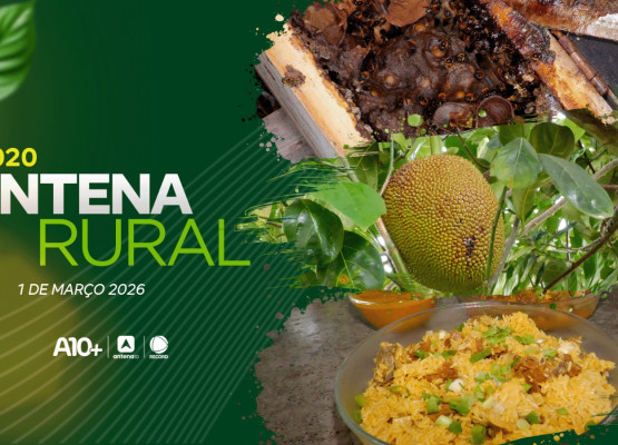 Antena Rural: abelhas sem ferrão, viveiro de frutíferas e muito mais; assista ao programa deste domingo (01.03.26)