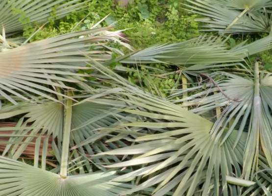 Artesanato com palha de carnaúba gera renda para mulheres em comunidade rural de Altos, Piauí; VÍDEO!