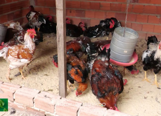 Originalmente brasileira, com grande porte e peso de até 6kg: conheça a Galinha Balão, criada para alimentar grandes famílias