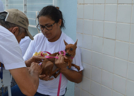 FMS divulga locais da zona rural Sul e Sudeste de Teresina que receberão vacinação da raiva; confira