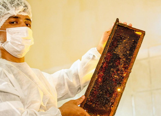 Do sertão para o mundo: produção de mel no Piauí transforma realidade de agricultores familiares com aumento das exportações