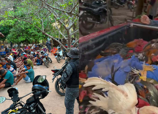 Operação da PM desmancha rinha de galo, prende dono e apreende mais de 50 aves em Timon, Maranhão