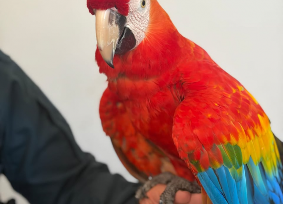 Arara-vermelha é resgatada pela PM após ser encontrada em situação de vulnerabilidade no litoral do Piauí