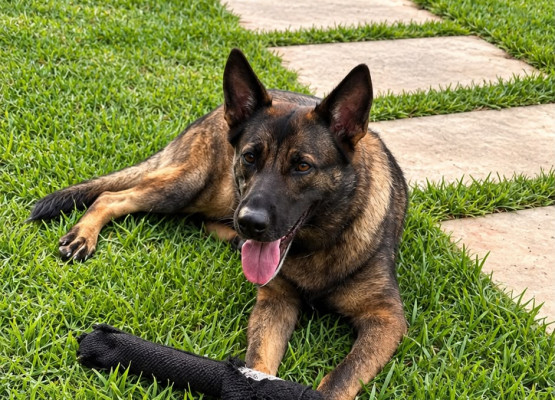 K9 Catrina deixa legado no combate ao tráfico de drogas no Piauí; participou de mais de 2,6 mil ações