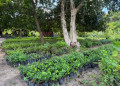 Viveiro de Plantas da Zona Leste de Teresina disponibiliza mudas gratuitas para a população