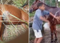 Menino passa mal após encontrar égua de suporte emocional morta a facadas no Piauí; família faz vaquinha e recebe doação de dois animais