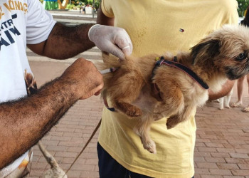 Vacinação contra a raiva em cães e gatos acontece neste sábado nas zonas Sul e Sudeste de Teresina