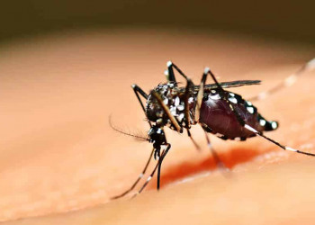 Piauí apresenta redução de notificações de dengue, zika e chikungunya em relação ao ano passado