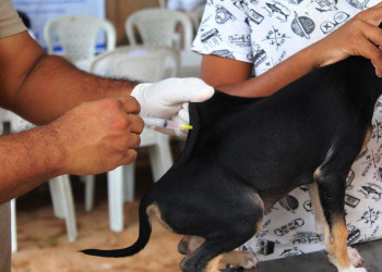 Vacinação contra a raiva acontece nas zonas rurais Sul de Sudeste de Teresina neste sábado (02)