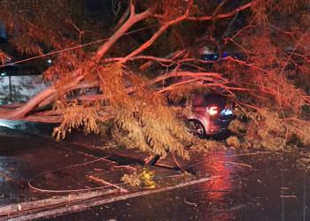 Casal é resgatado após árvore cair em cima de carro durante chuva na zona Leste de Teresina