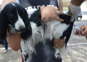 Vacinação contra a raiva em cães e gatos inicia neste sábado nas zonas Norte e Leste de Teresina