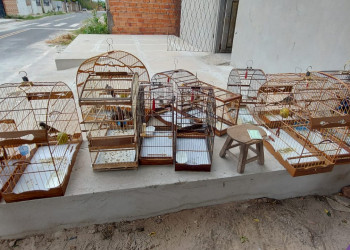 Polícia Ambiental apreende 40 pássaros silvestres mantidos em cativeiro no interior do Piauí