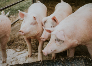 Piauí registra segundo caso de peste suína clássica