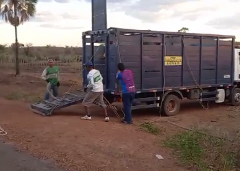 Em nove dias, PRF recolhe mais de 200 animais soltos às margens de rodovias do Piauí