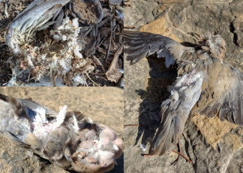 Exames detectam indícios de vírus do Nilo Ocidental em aves encontradas mortas no Piauí
