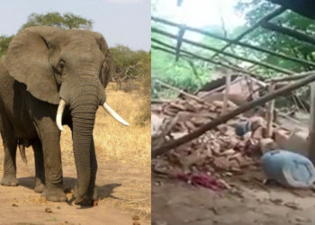 Elefante que matou idosa e a pisoteou em funeral reúne manada e destrói vilarejo da vítima