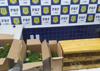 Mais de 40 aves silvestres são resgatadas pela PRF dentro de ônibus no Piauí