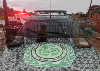 Polícia Ambiental resgata animal que era mantido em cativeiro em residência no Piauí