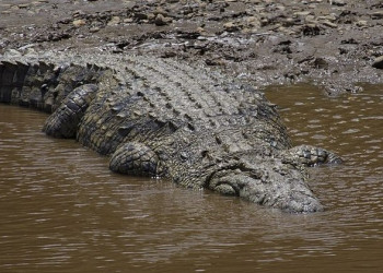 Crocodilo gigante pode ter matado mais de 300 pessoas na África Oriental