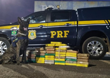 Carga de cocaína avaliada em R$ 7,3 milhões é apreendida pela PRF na BR-316