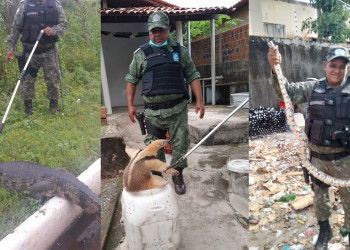 Batalhão Ambiental realizou 783 resgates de animais nos primeiros 5 meses do ano no Piauí