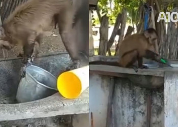 Chico? Macaco “afiando faca” e “lavando roupa” é capturado no Piauí; assista