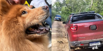 Carro de empresário é roubado em Teresina com cadela dentro e animal é resgatado em cidade a 84 km