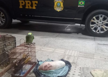 No Piauí, caminhoneiro é preso com pássaros silvestres e carcaça de tatu durante fiscalização da PRF