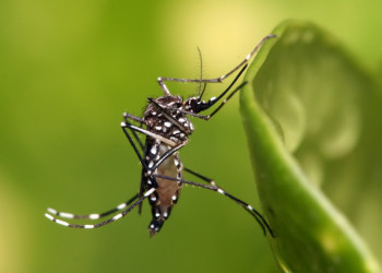 Brasil ultrapassa 1 milhão de casos prováveis e registra 214 mortes por dengue em 2024