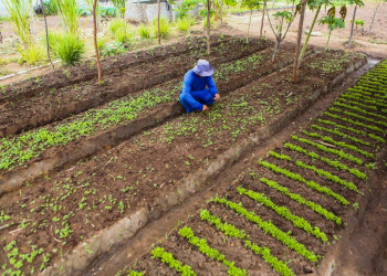 Projetos que irão investir R$ 1 bilhão na agricultura familiar iniciam execução em 2024