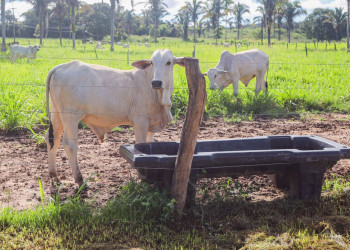 Piauí inicia última campanha de vacinação contra a aftosa com foco na exportação de carne bovina