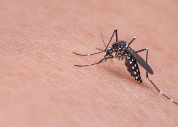 Piauí segue com redução de notificações de dengue, zika e chikungunya