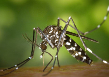 Teresina chega a 10 mortes por dengue e outras seis por chikungunya, diz FMS