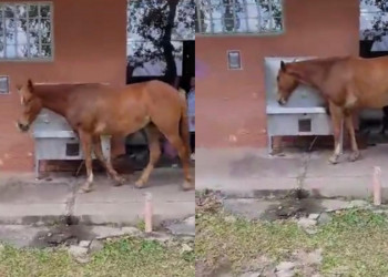 Cavalo é flagrado bebendo água em bebedouro de universidade no Piauí; assista