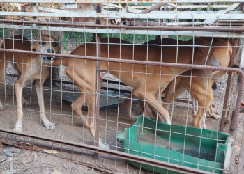 Homem é preso após polícia flagrar cães presos em jaulas em sítio no Piauí; 9 foram resgatados