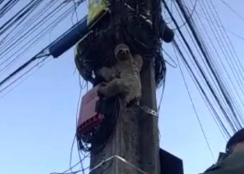 PM realiza resgate de bicho-preguiça de poste de iluminação em Teresina; vídeo